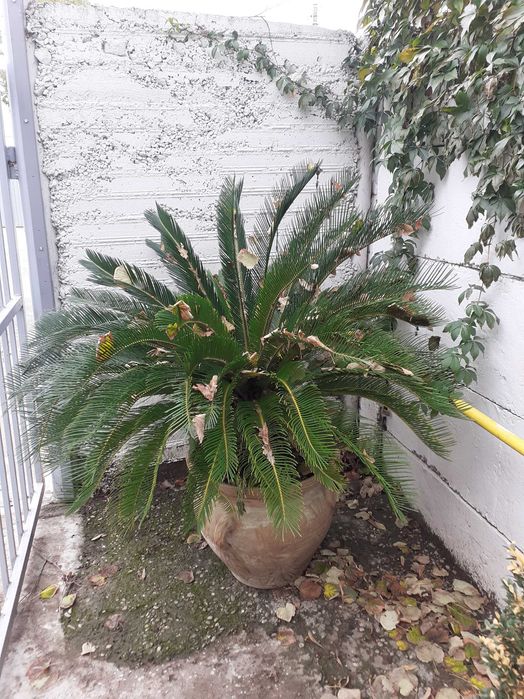 De vanzare două plante cycas cu glastra si inaltimea de 1.5metri