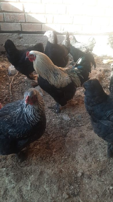 Үй тауықтары, әтештері сатылады