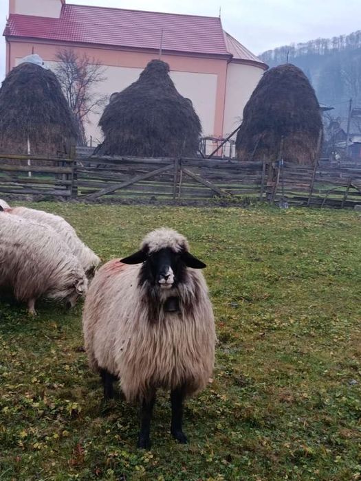 Vând 9 oi și un berbec mior