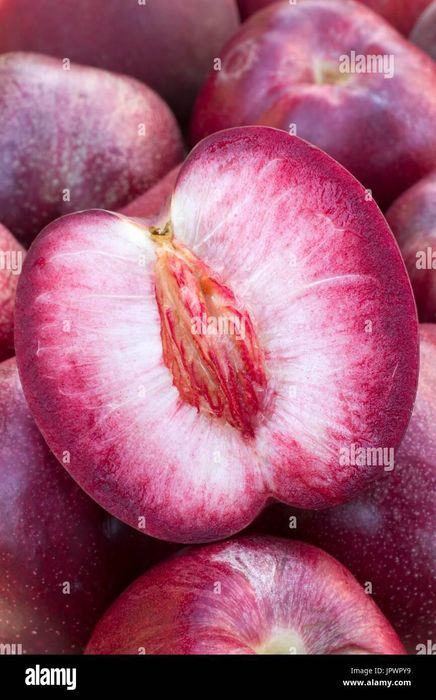 Pomi fructiferi gama deosebiți [ rari ] soiuri de piersic