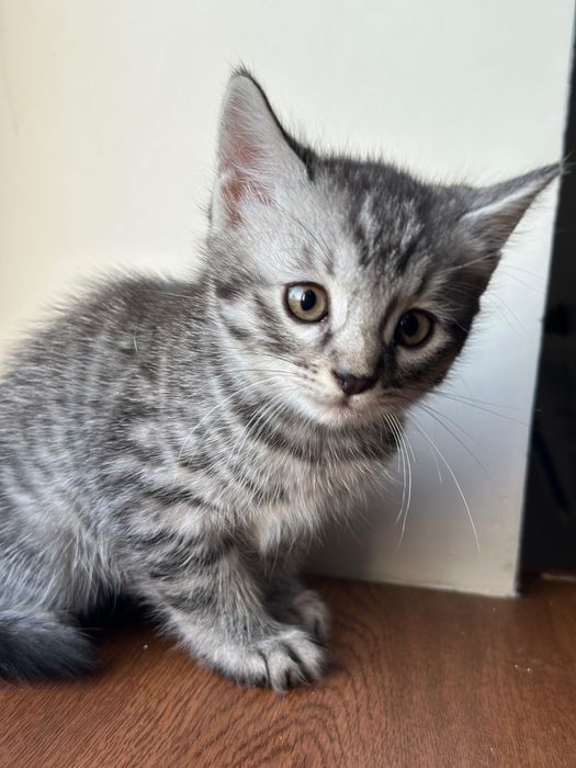 котенки скотиш страйт