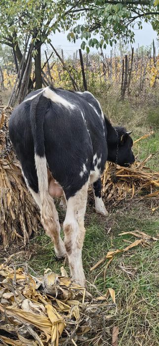 Vând vaca și vițel Holstain