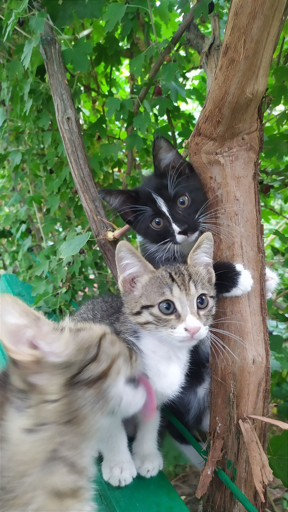 Котёнок, мальчик, 2 месяца. Чирчик.