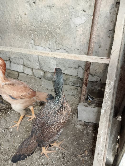 Tozza Dakan makiyonlar sotuvda