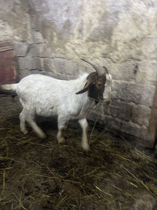 Vand 3 capre boer si un tap