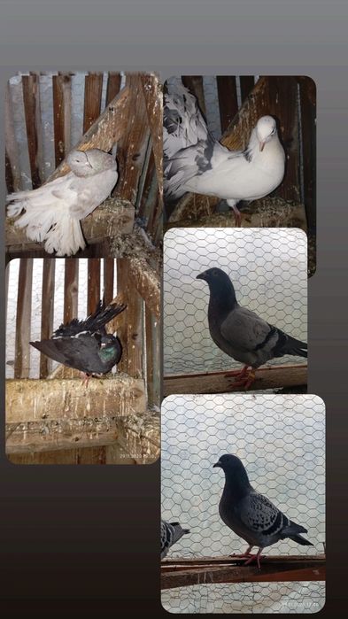 Porumbei de vânzare 50 lei bucata