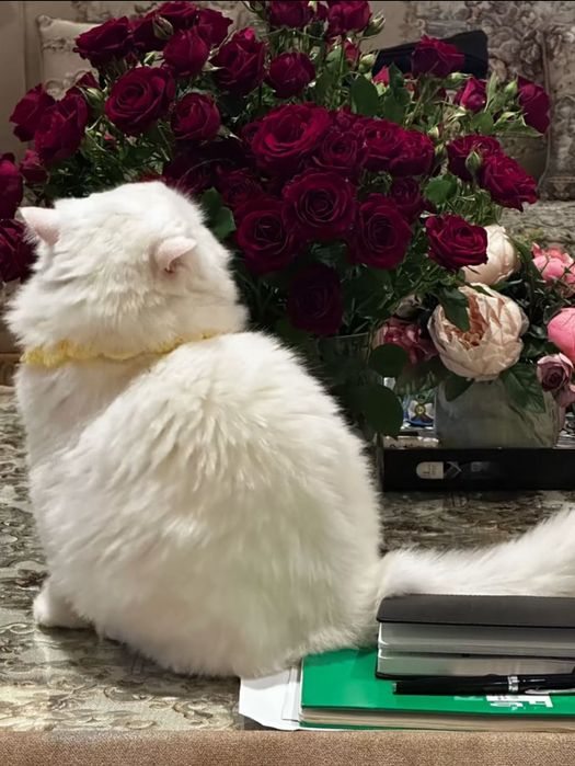 продается Турецкий Ангора кот