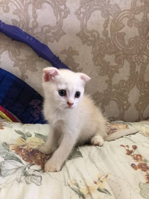 Spakoyni mushu bolasi toza zotli