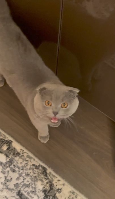 Scottish fold. Scottish fold