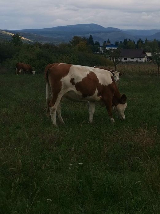 vand vaca baltata fatata de 2 ori