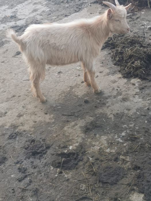 Vând țapi tineri