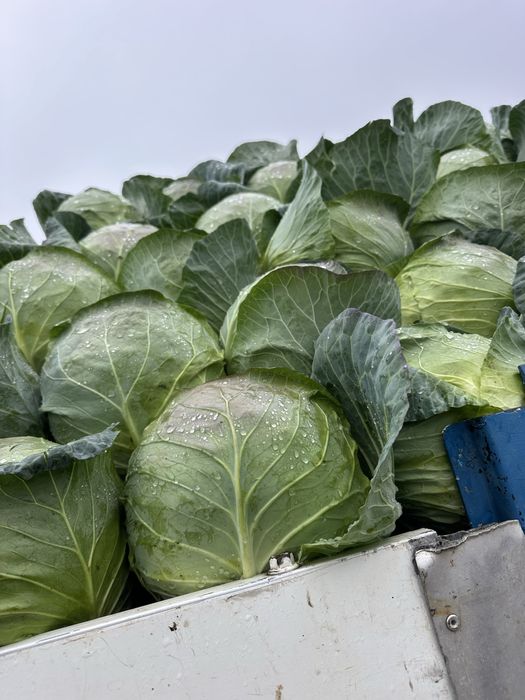 Vand varza bucharest