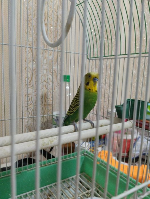 Продам попугая только в добрые руки