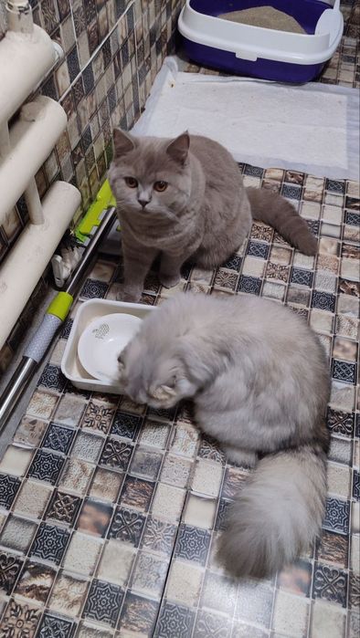 Кот и кошка O'g'il va qiz bola mushukla