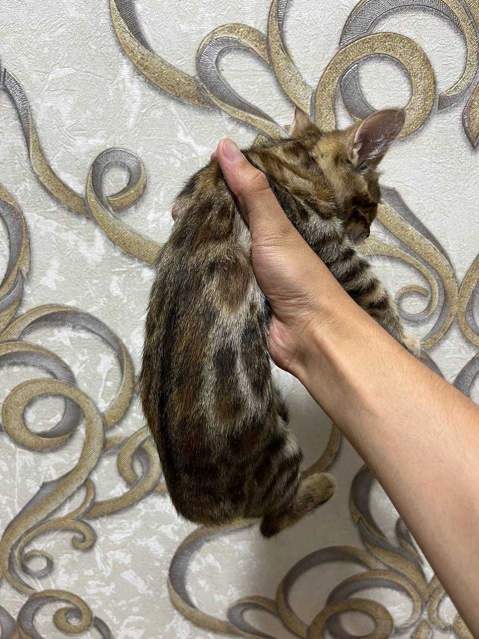 bengal mushukcha