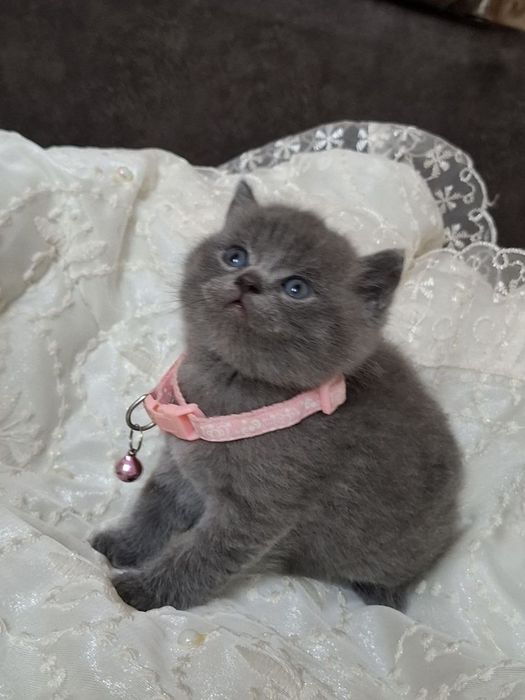 Продаються котята