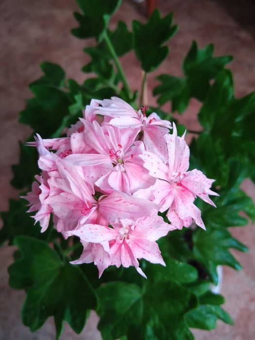 Укорененный черенок пеларгонии Стеллар.