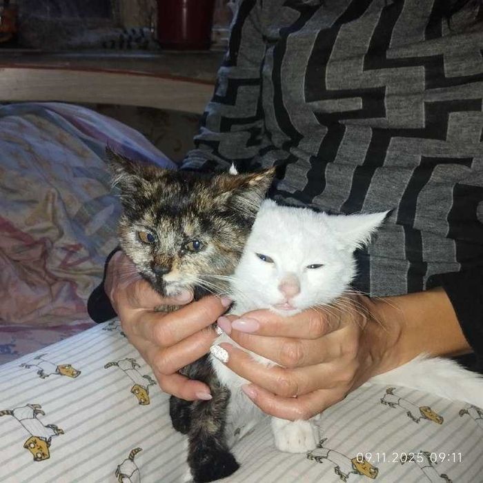 отдам котят в хорошие руки