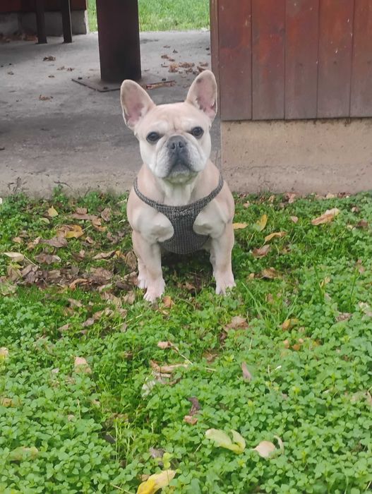 Продавам Френски булдог