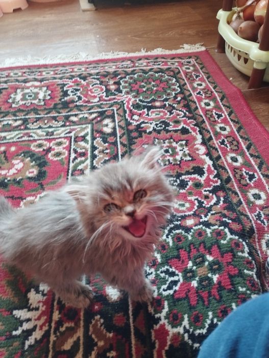 Срочно продается котята