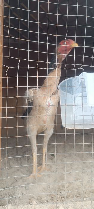 турк хуроз карис тавук