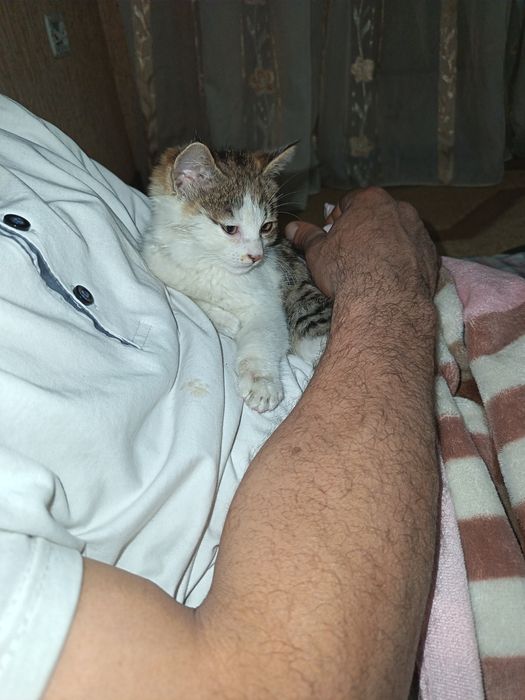 Mushukcha beramiz yaxshi qullarga bepul! Отдам Котёнков в хорошие руки