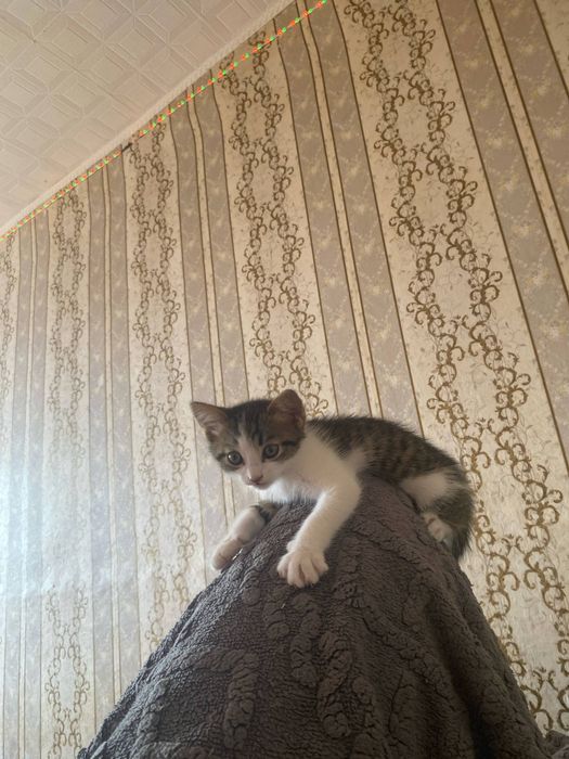 Отдам котенка,  3 месяца мальчик