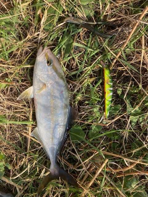 Combo Ryobi Applause 2.92m 20-80g + SG6 4000H