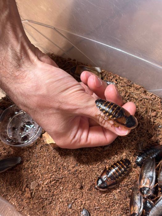 Аргентинский таракан (Blaptica dubia)