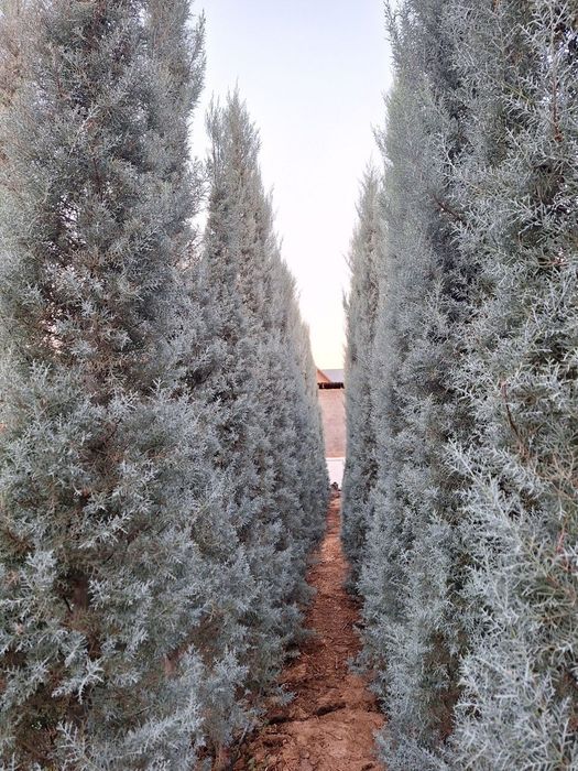 Arizonskiy kiparis archalari sotiladi xar xil razmerlari bor