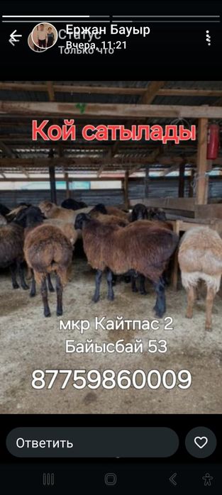 Қой .Бордақы қойлар.Сатылады