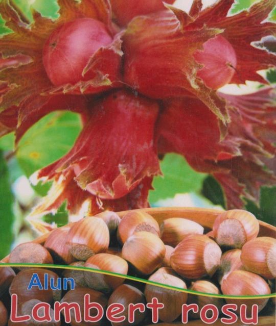 Alun (Soiul Lambert )