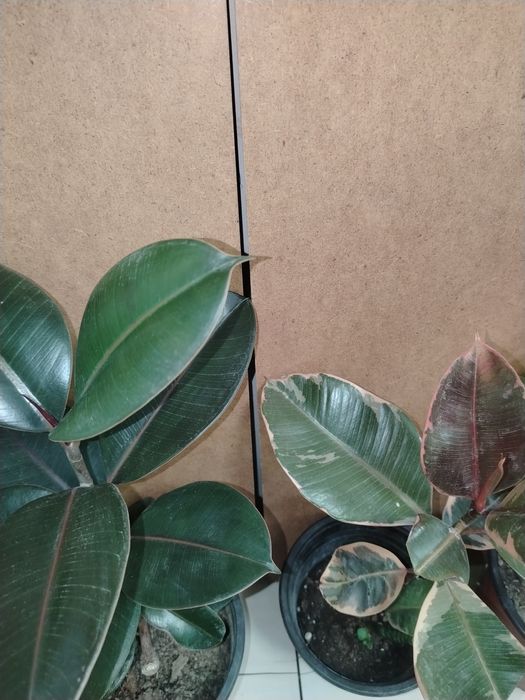 Фикус каучуконосный черный принц белиз лирата бенжамин