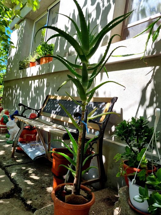Vand Aloe Vera, vechime peste 15 ani
