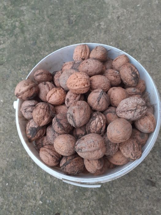 Nuci producție 2025