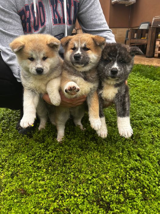 Кучета Акита Ину