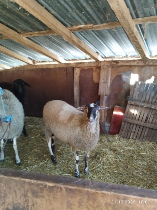 Агнета и шилета.