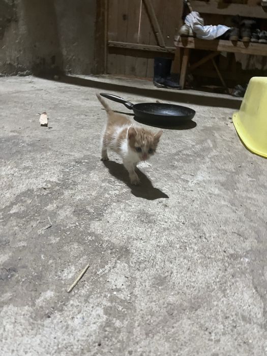 Pisici pentru adoptie