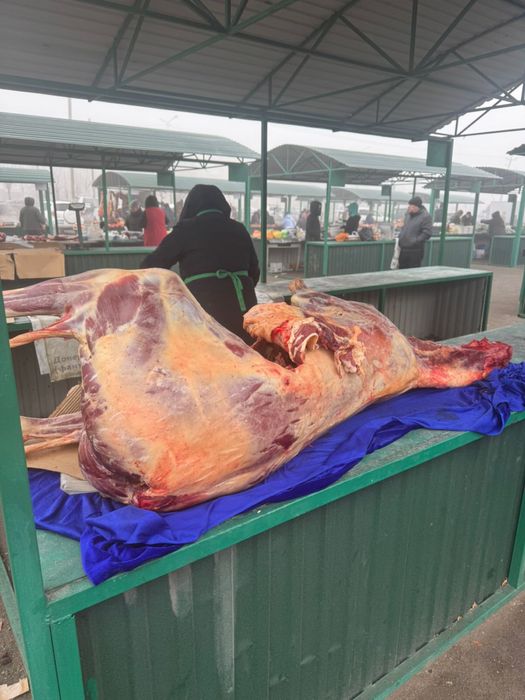 Жабагы сатылады шынтақ