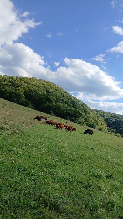 Vand juninci angus