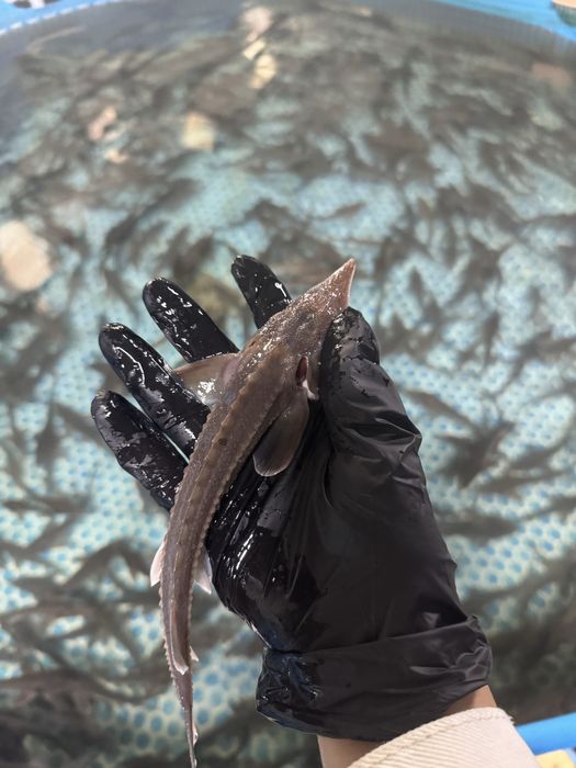 Малек сибирского осетра