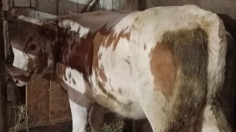 Vând juncă grasă de 1 an jumătate