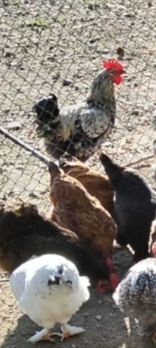 Cocoșii de vânzare .