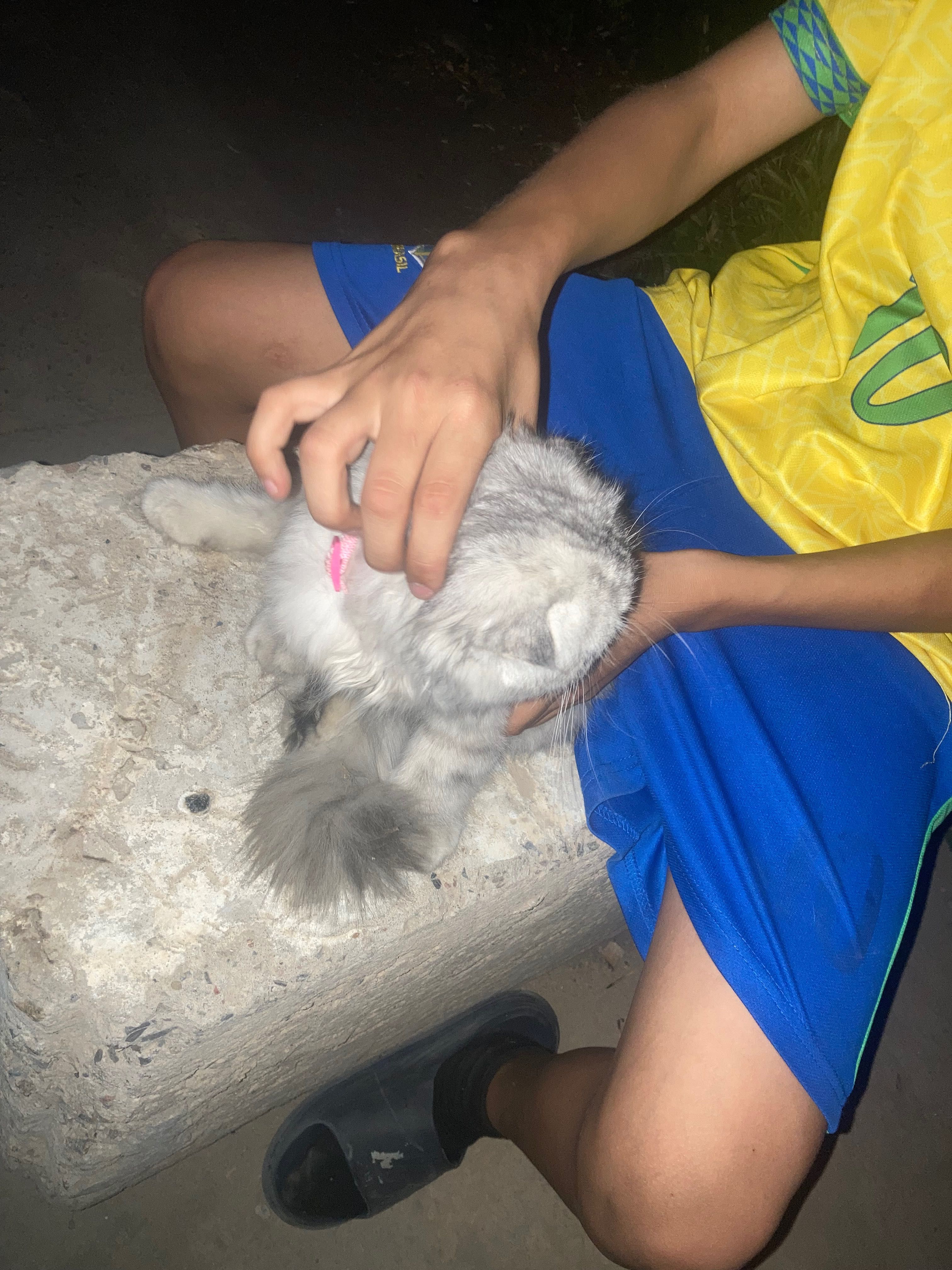 Кошка породистая