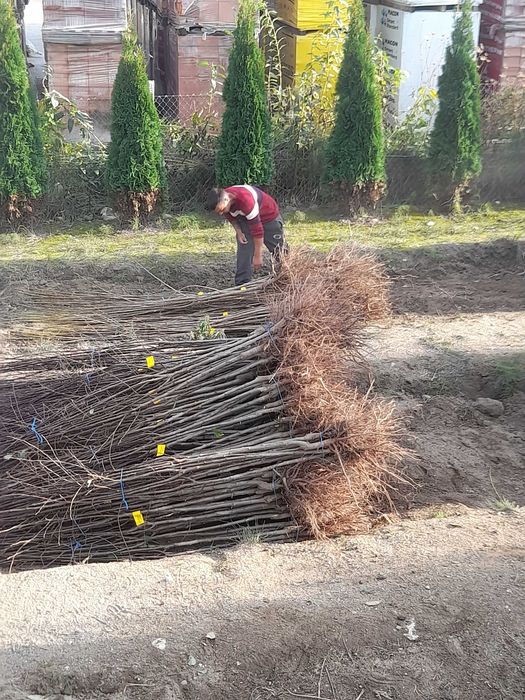 Producator vând pomi fructiferi