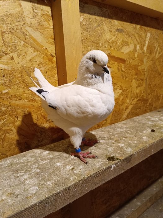 De vânzare porumbei king