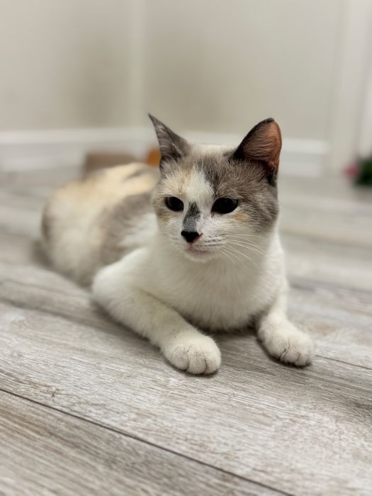 Кошка Мила ищет семью!