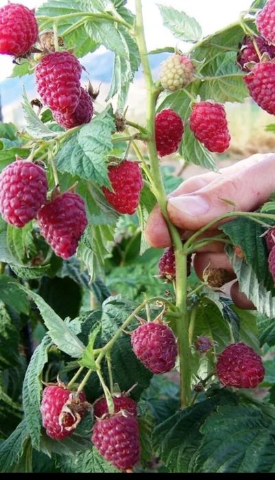 Zmeur polka( drajoni)/schimb cu cereale