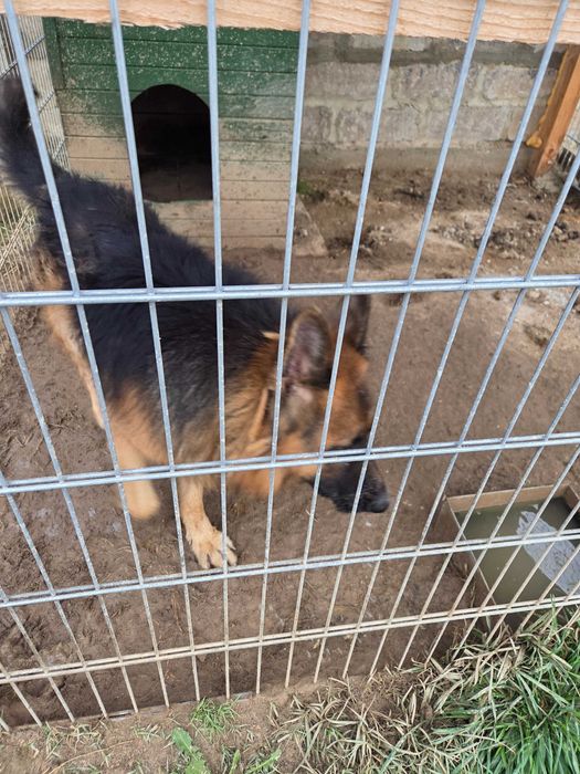 Продавам дългокосместа немска овчарка