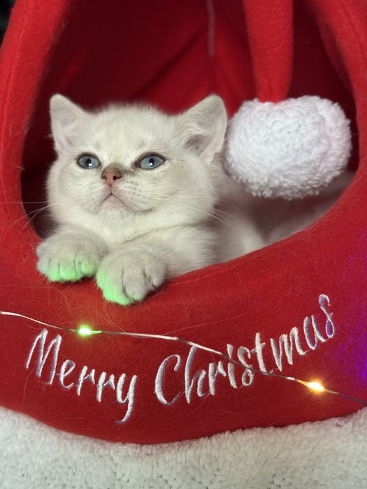 British Shorthair Mascul